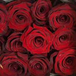 Close-up of tightly packed red roses