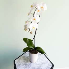 WHITE ORCHID