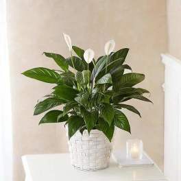 White potted peace lily plant with glossy green leaves and white blooms