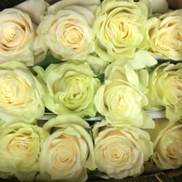 Box of pale cream roses arranged tightly together
