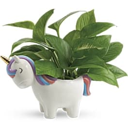 Teleflora's Peaceful Unicorn Pothos Plant