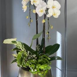 White orchids in a metallic planter with assorted green foliage