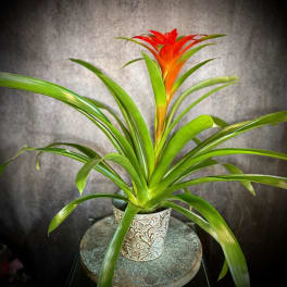 Beautiful Bromeliad Plant