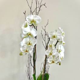 Magnificent Phalaenopsis Orchid Plant