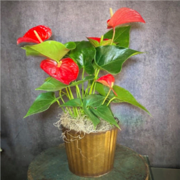 Potted anthurium plant with red blooms in a gold container