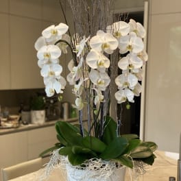 White Dreamy Orchids