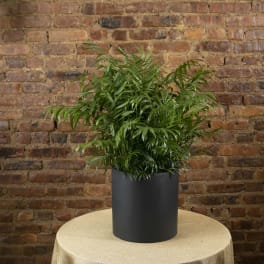 Potted green palm plant in a black container on a table