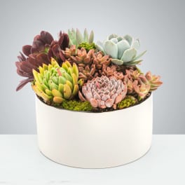 Low white pot filled with assorted colorful succulents.