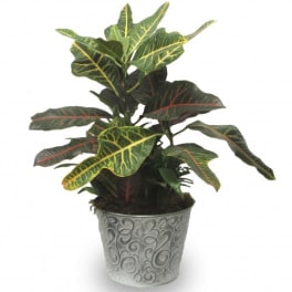 Potted croton plant with variegated green, yellow, and red leaves
