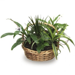 Basket planter with assorted green houseplants and a small butterfly decoration