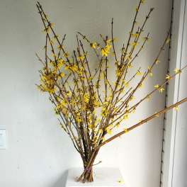 Forsythia Bundle