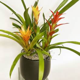 Potted bromeliad plants with orange and yellow blooms