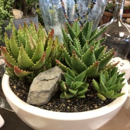 Potted succulent arrangement with spiky aloe plants and decorative stones