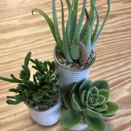Three small potted succulents on a wooden surface.