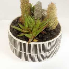 Potted succulent arrangement with two small cacti in a striped ceramic bowl