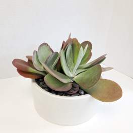 Potted succulent arrangement in a white bowl with black stones