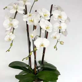 White orchids in a white pot with broad green leaves