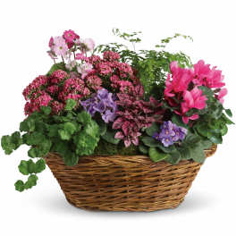 Simply Chic Mixed Plant Basket