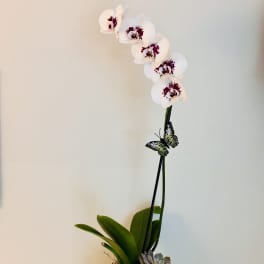 White orchid plant in a patterned ceramic pot with a small succulent