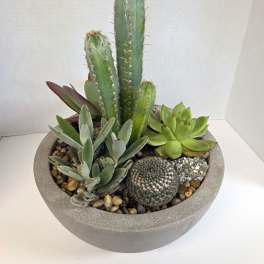 Potted cactus and succulent arrangement in a round gray planter