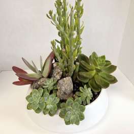 Succulent arrangement in a white bowl planter with rocks