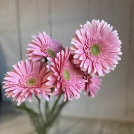 Pink gerbera daisies in a clear glass vase