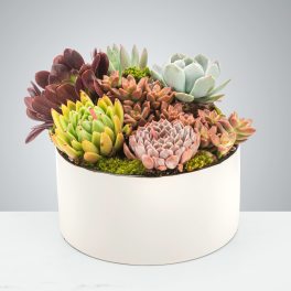 Mixed succulent garden in a low white round pot