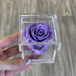Single purple rose in a clear acrylic box