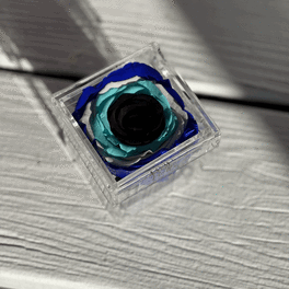 Single preserved rose in a clear square box