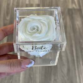 White rose in a clear acrylic box