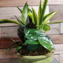 Potted green houseplant in a ceramic bowl