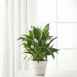 Potted peace lily plant in a white woven basket