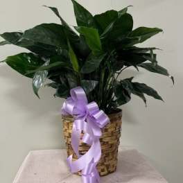 Potted green plant in a woven basket with a lavender ribbon