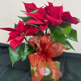 Red poinsettia arrangement with a decorative bow and chocolate box