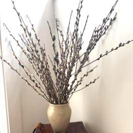 Pussy Willow Bundle