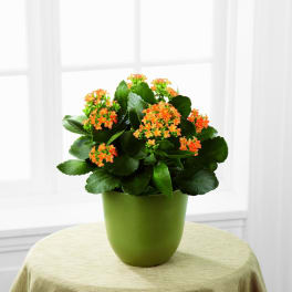 Potted plant with orange flowers in a green container
