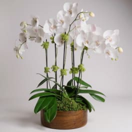 Six Stem Orchid Explosion