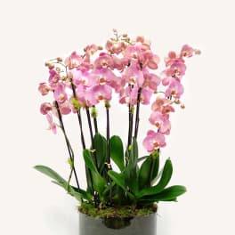 Harmony Phalaenopsis Orchids