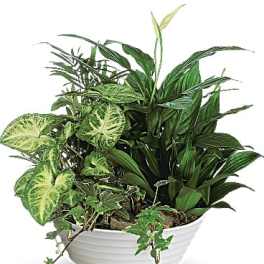 Mixed green houseplants arranged in a white bowl planter