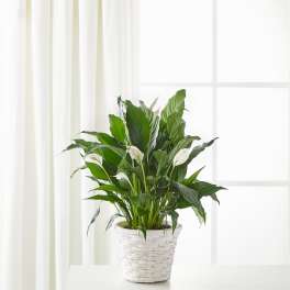 Potted peace lily with white blooms in a white woven basket