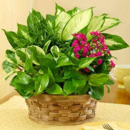 Basket of assorted green houseplants with small bright pink blooms