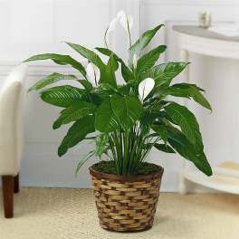 Potted peace lily with white blooms in a woven basket planter
