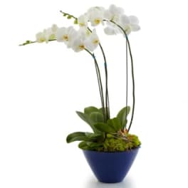 Potted white phalaenopsis orchid with arching stems in a deep blue container