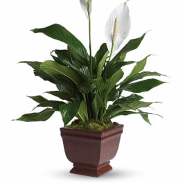 Green peace lily plant with two white blooms in a brown square pot