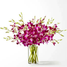 Purple orchids arranged in a clear glass vase
