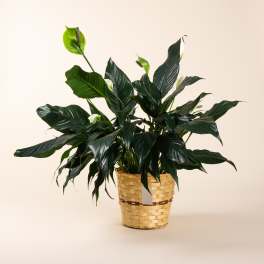 Potted peace lily plant with white blooms in a woven basket