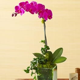 Potted magenta phalaenopsis orchid with arching blooms in a clear glass cube vase