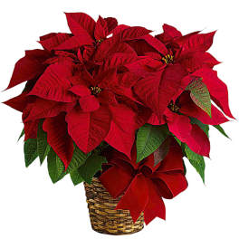 Red poinsettia plant in a woven basket with a red bow
