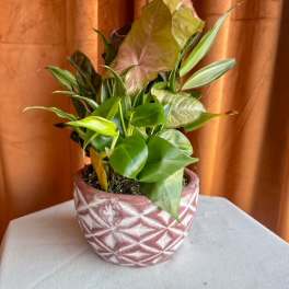 Leafy green houseplant with mixed foliage in a pink patterned ceramic pot on a white surface