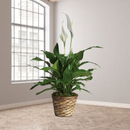 Potted peace lily plant with white blooms in a woven basket